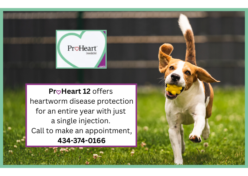 Carousel Slide 5: ProHeart 12